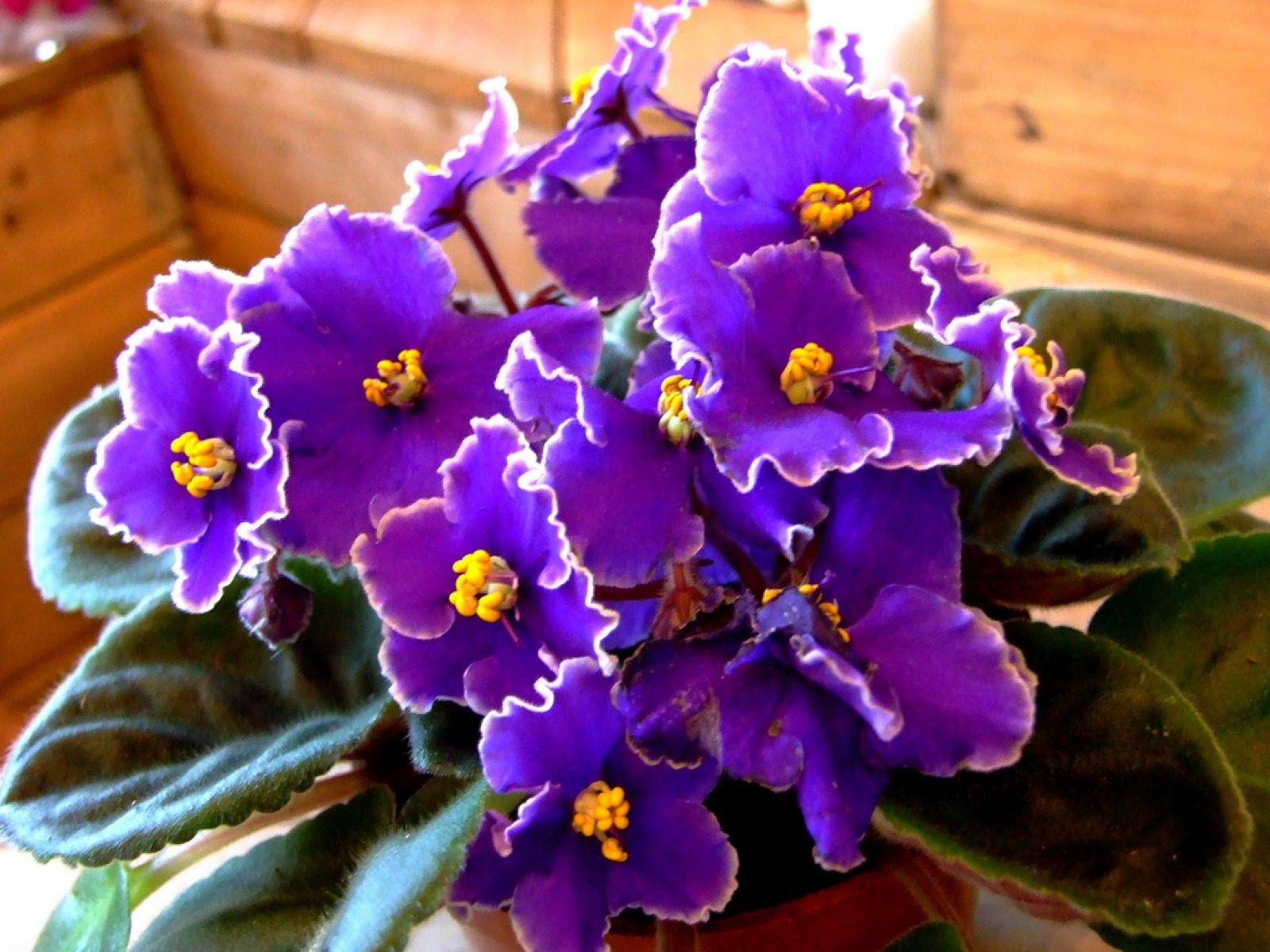f5 violeta africana