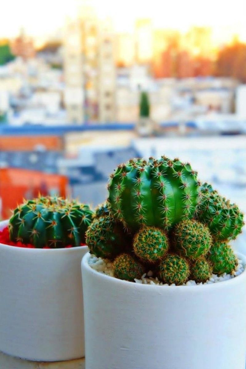 mejores plantas de interior Cactus y crasas