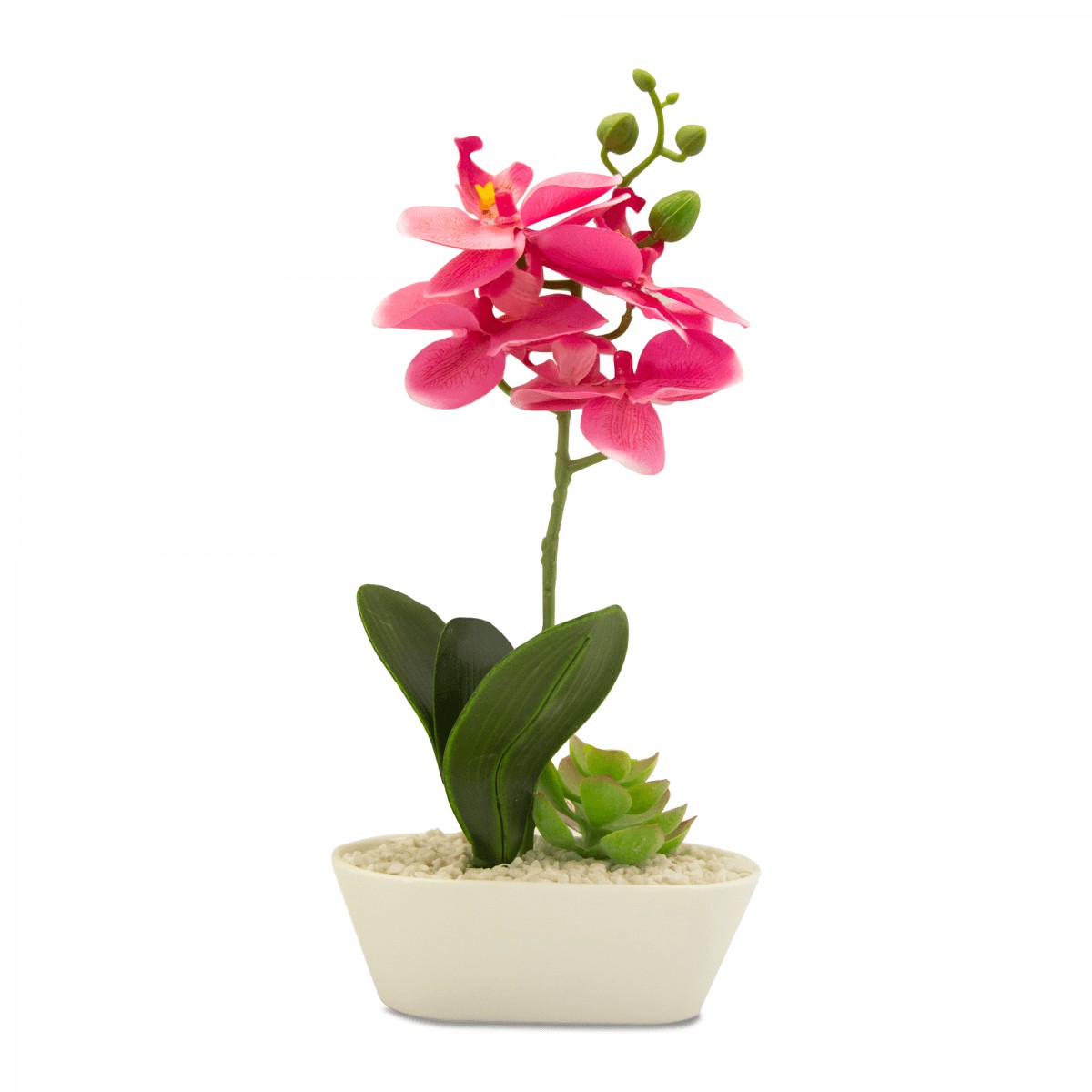 mejores plantas de interior Orquídea alevilla