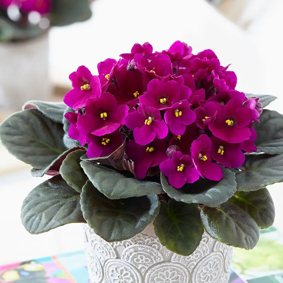 mejores plantas de interior Violeta africana