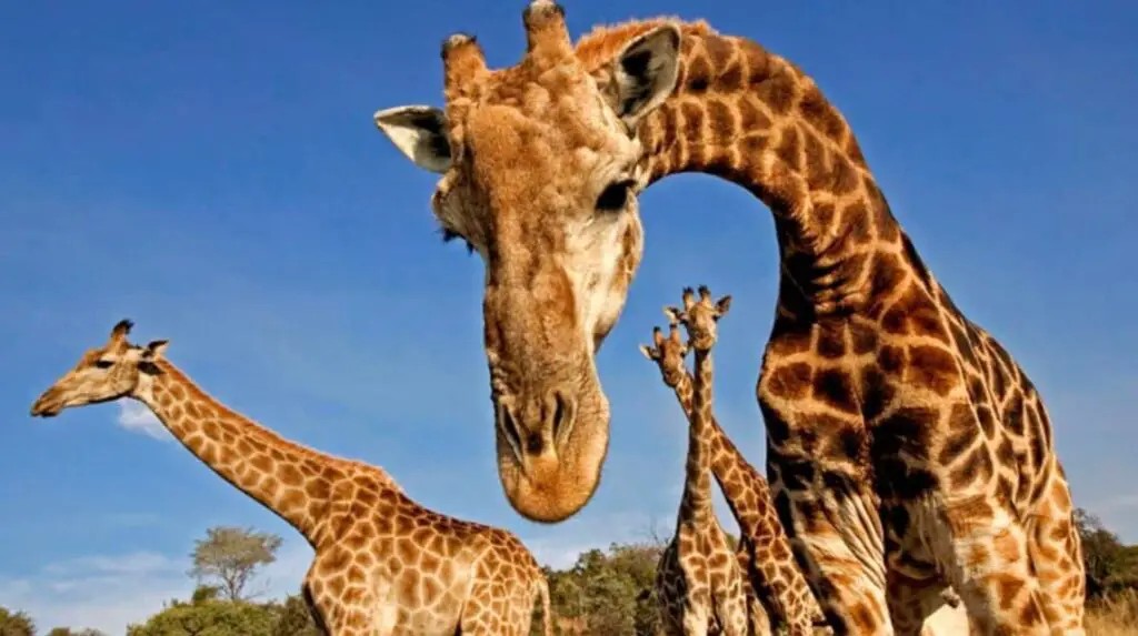 +147 Curiosidades de las jirafas ¡El animal más alto del mundo!
