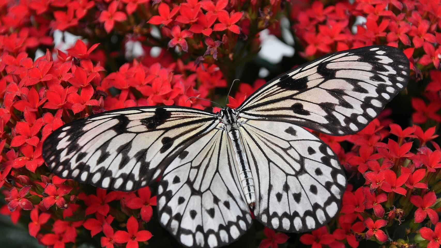 +140 Curiosidades de las Mariposas [DATOS CURIOSOS]