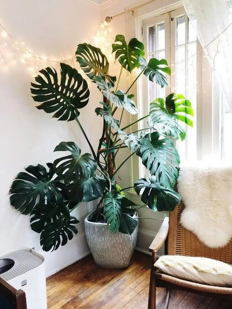 plantas para dentro de la casa f6