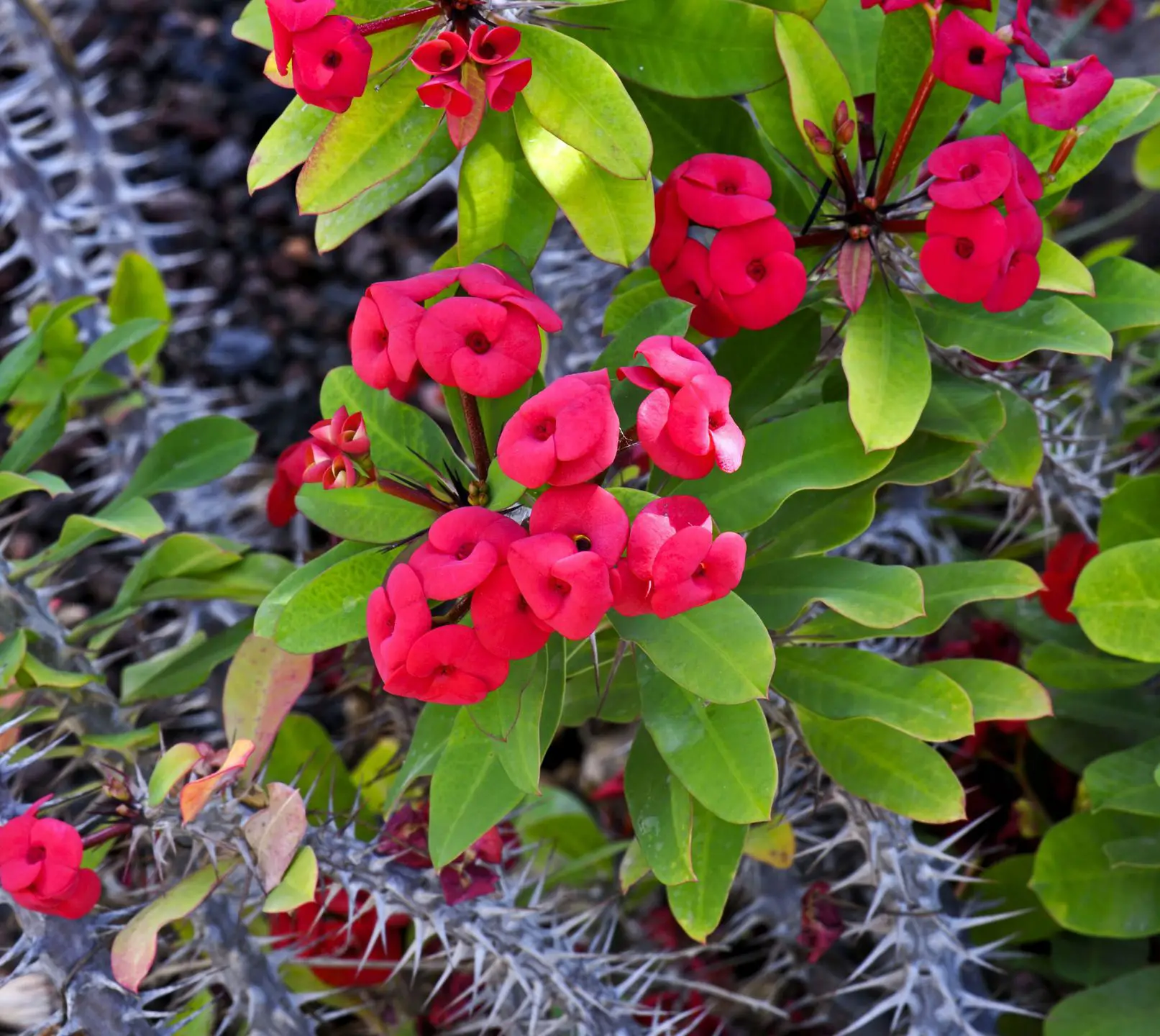 Planta de interior con flor roja 