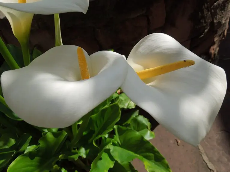 Plantas De Interior Con Flor Blanca Que Transmitirán Paz Y Armonía A Tu ...