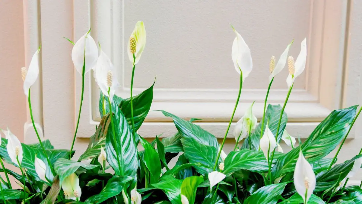 Plantas de interior con flor blanca