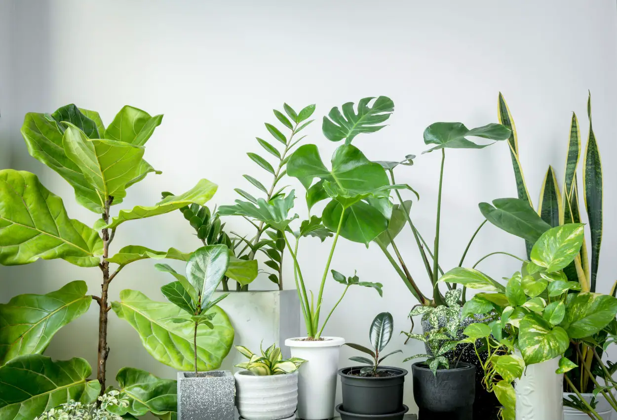 plantas purificadoras de aire interiores bonitas