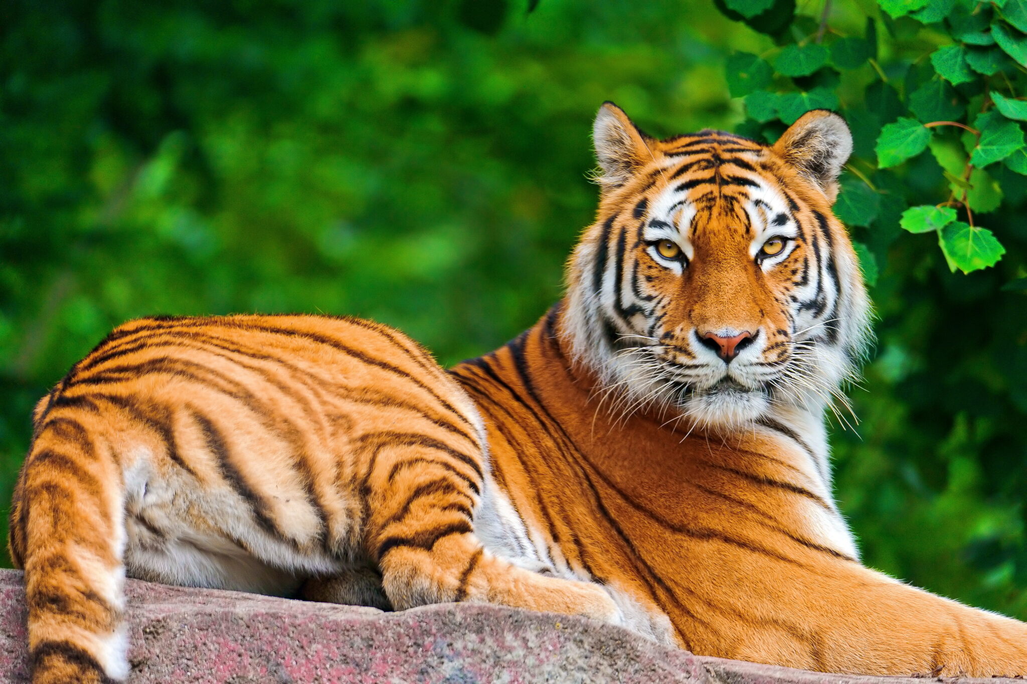 +129 Curiosidades de los tigres (interesantes) que no conocías