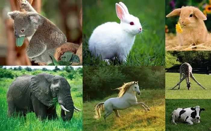 Los animales herbívoros
