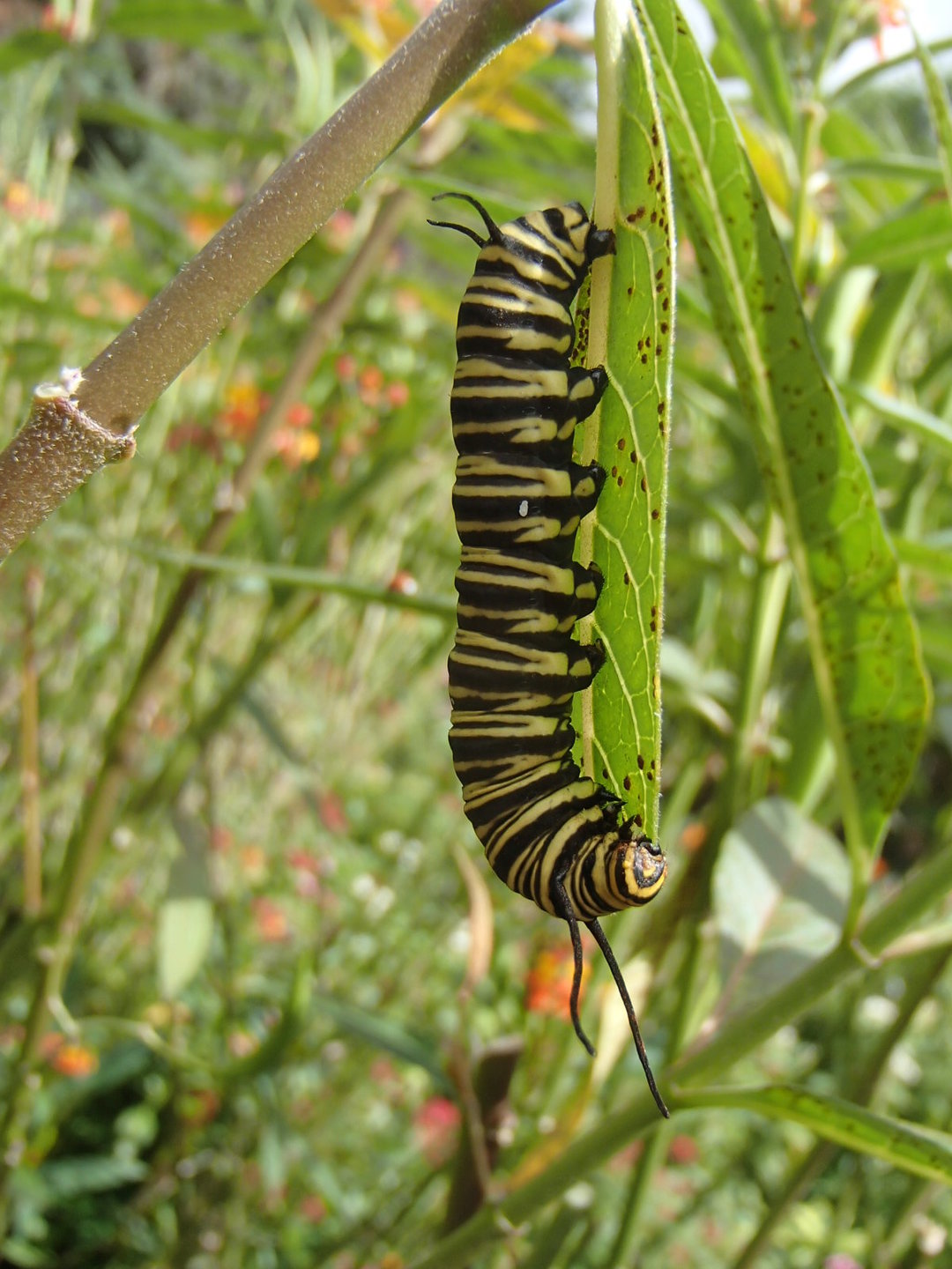 Animales Invertebrados Animales Invertebrados