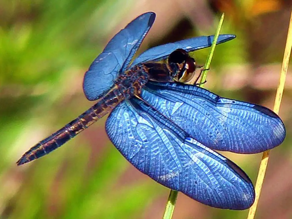 Animales Invertebrados Animales Invertebrados