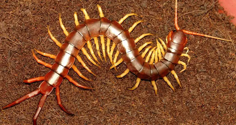 Animales Invertebrados Animales Invertebrados
