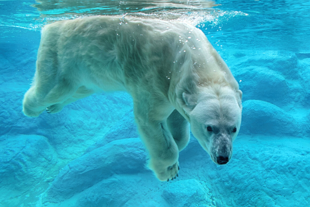 Nombres de animales marinos y sus principales características