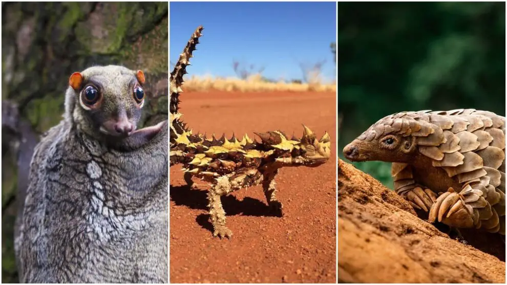 Nombres de animales raros, únicos y fascinantes [Especies y ejemplos]