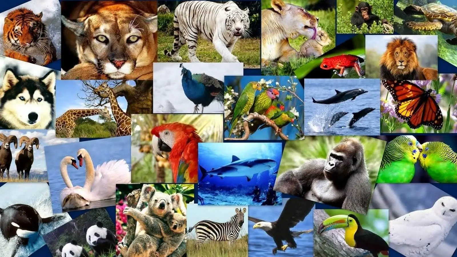 Nombres de animales vertebrados 24