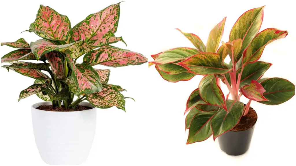 Planta aglaonema