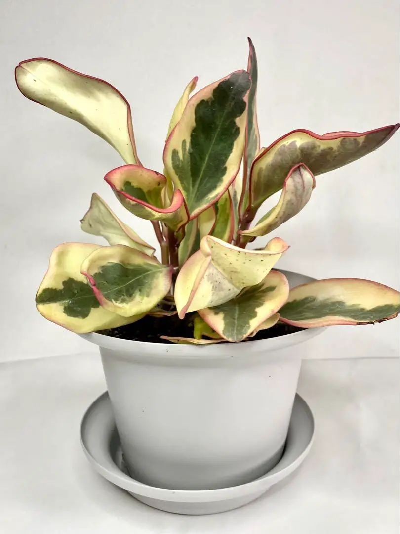 Plantas para interiores salas 16