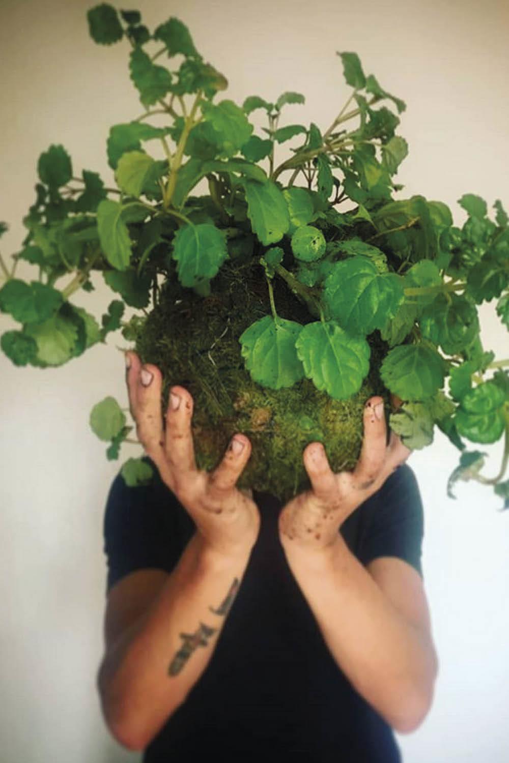 Plantas para interiores salas 7