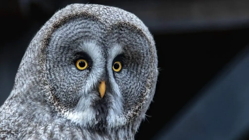 Nombres de animales nocturnos especies y características