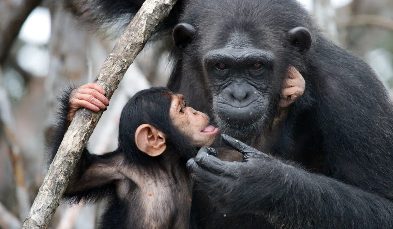 chimpancé y su cría