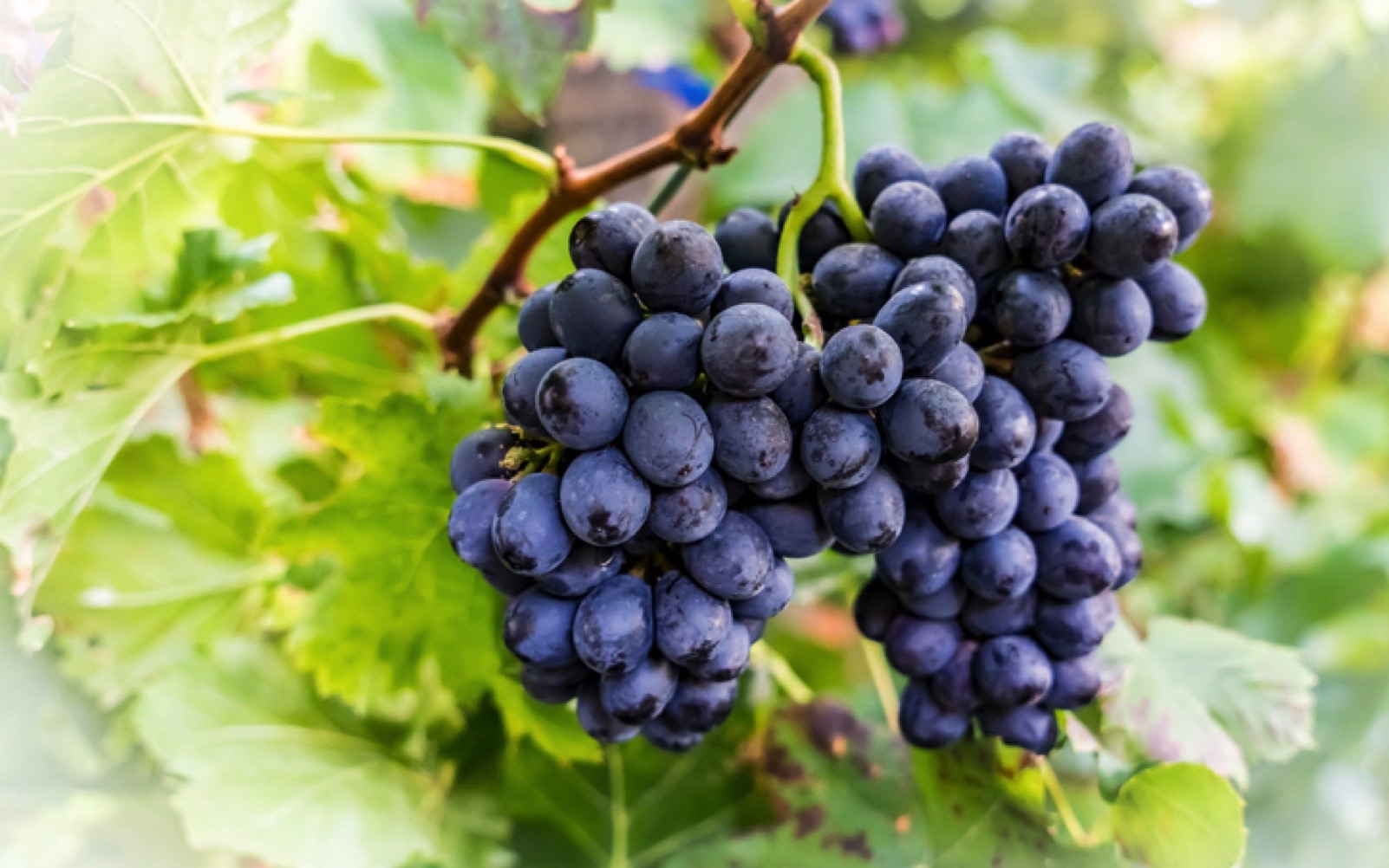 frutas para adelgazar uva