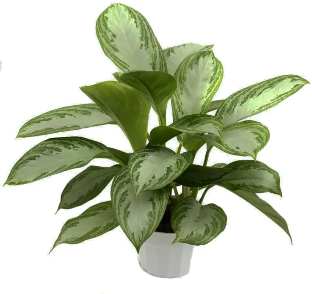 planta aglaonema 10