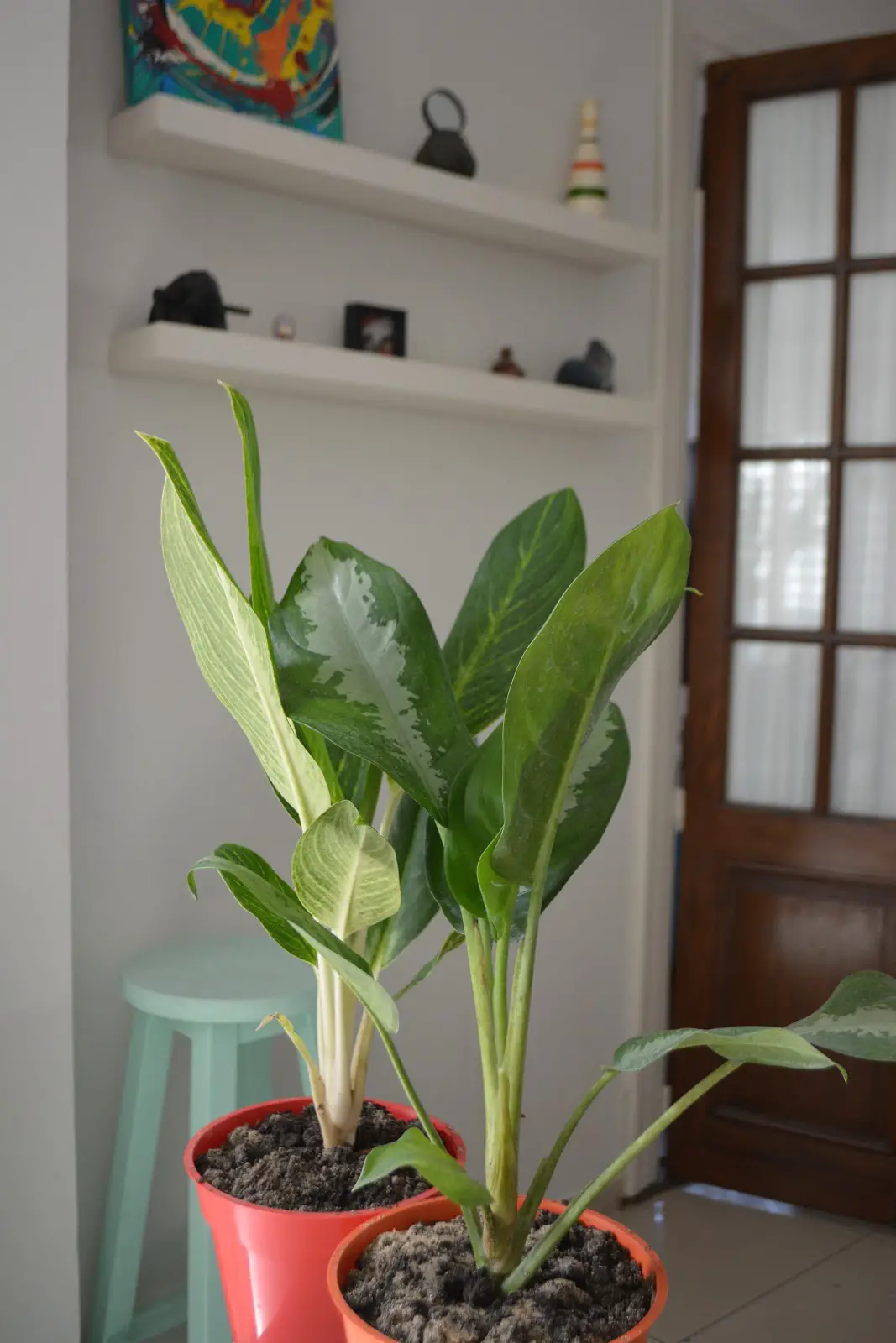 planta aglaonema 19