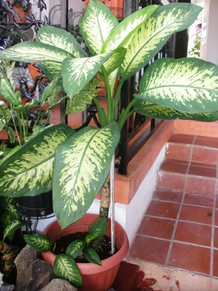 planta aglaonema 9