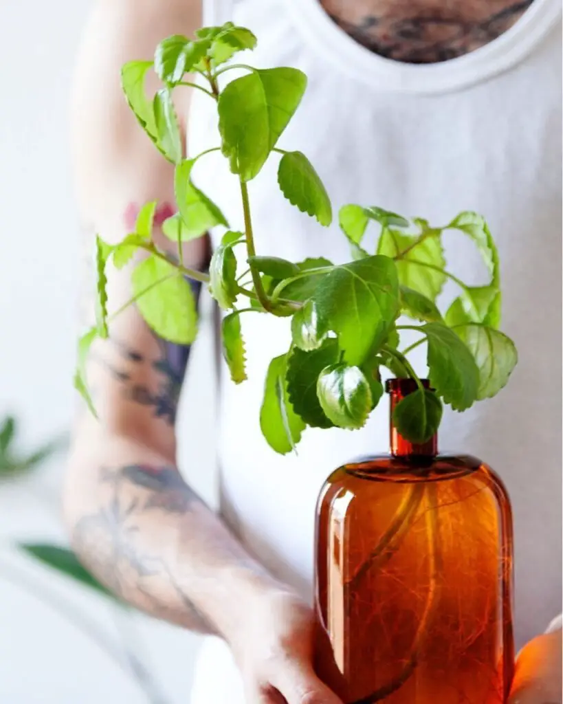 Las Plantas De Interior En Agua Más Fáciles De Cuidar