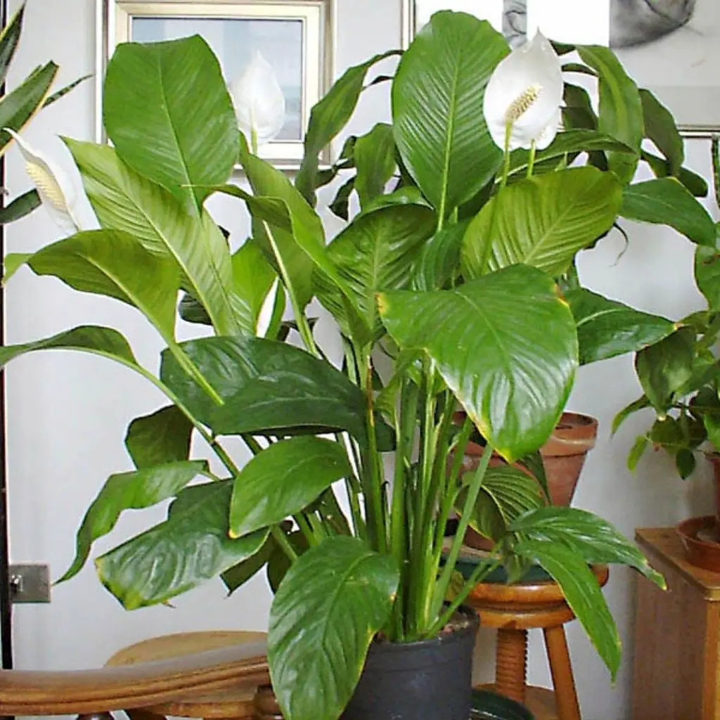 plantas interior hoja grande 5