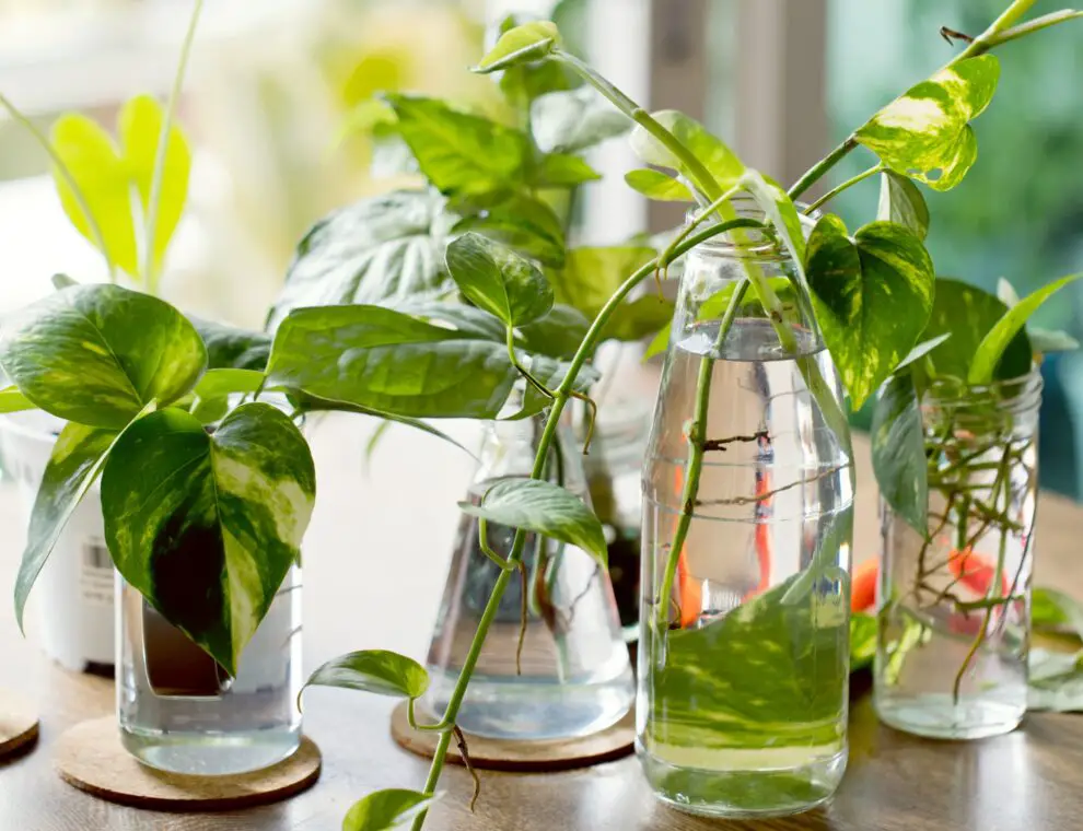 Las plantas de interior en agua más fáciles de cuidar Las plantas de interior en agua más fáciles de cuidar
