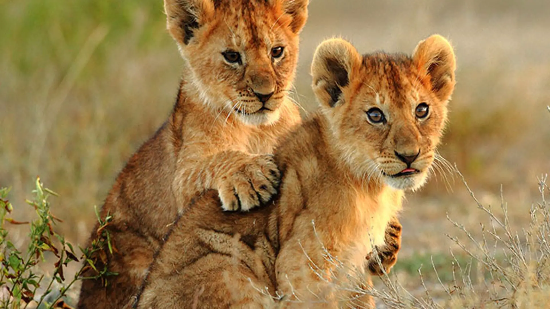 15 Curiosidades de los leones bebés