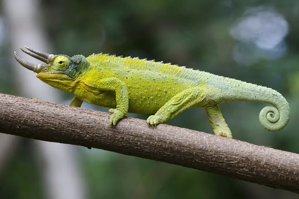 Animales ovoviviparos 1