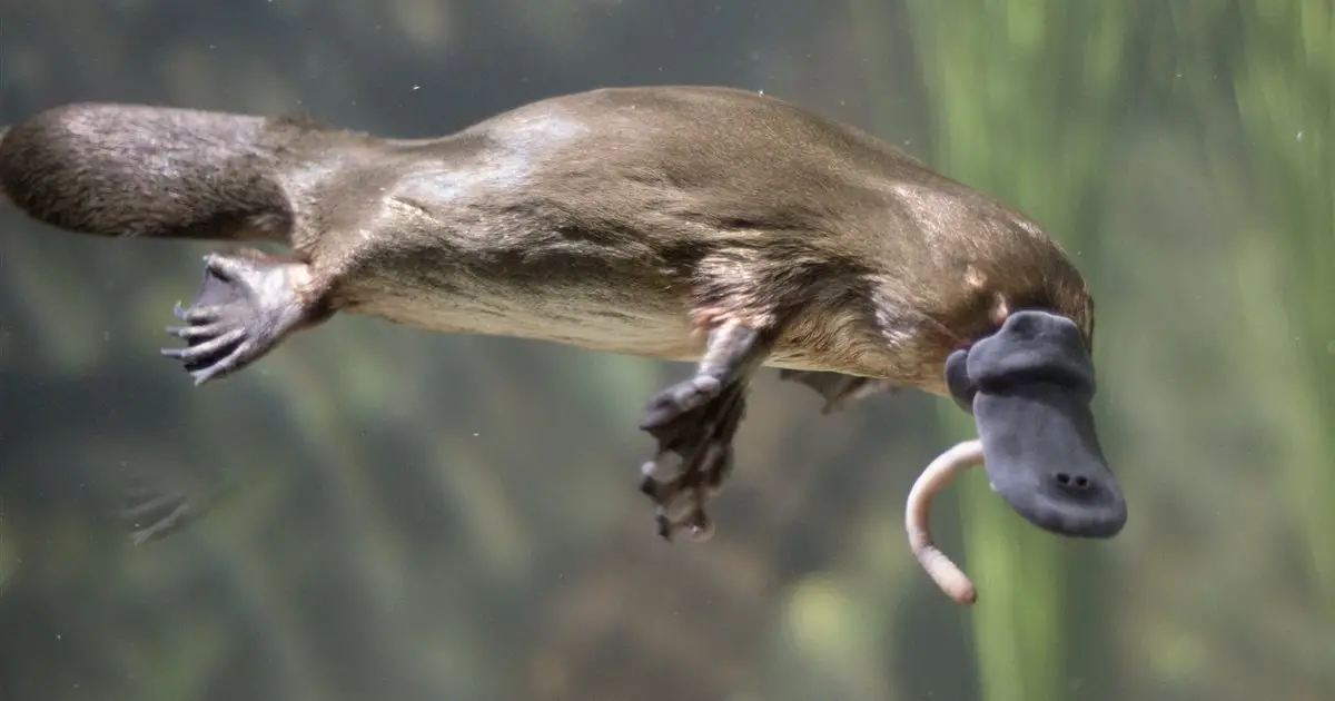 Animales ovoviviparos 3