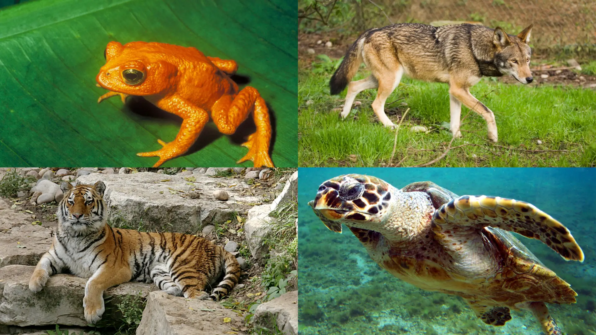 Animales terrestres y acuaticos