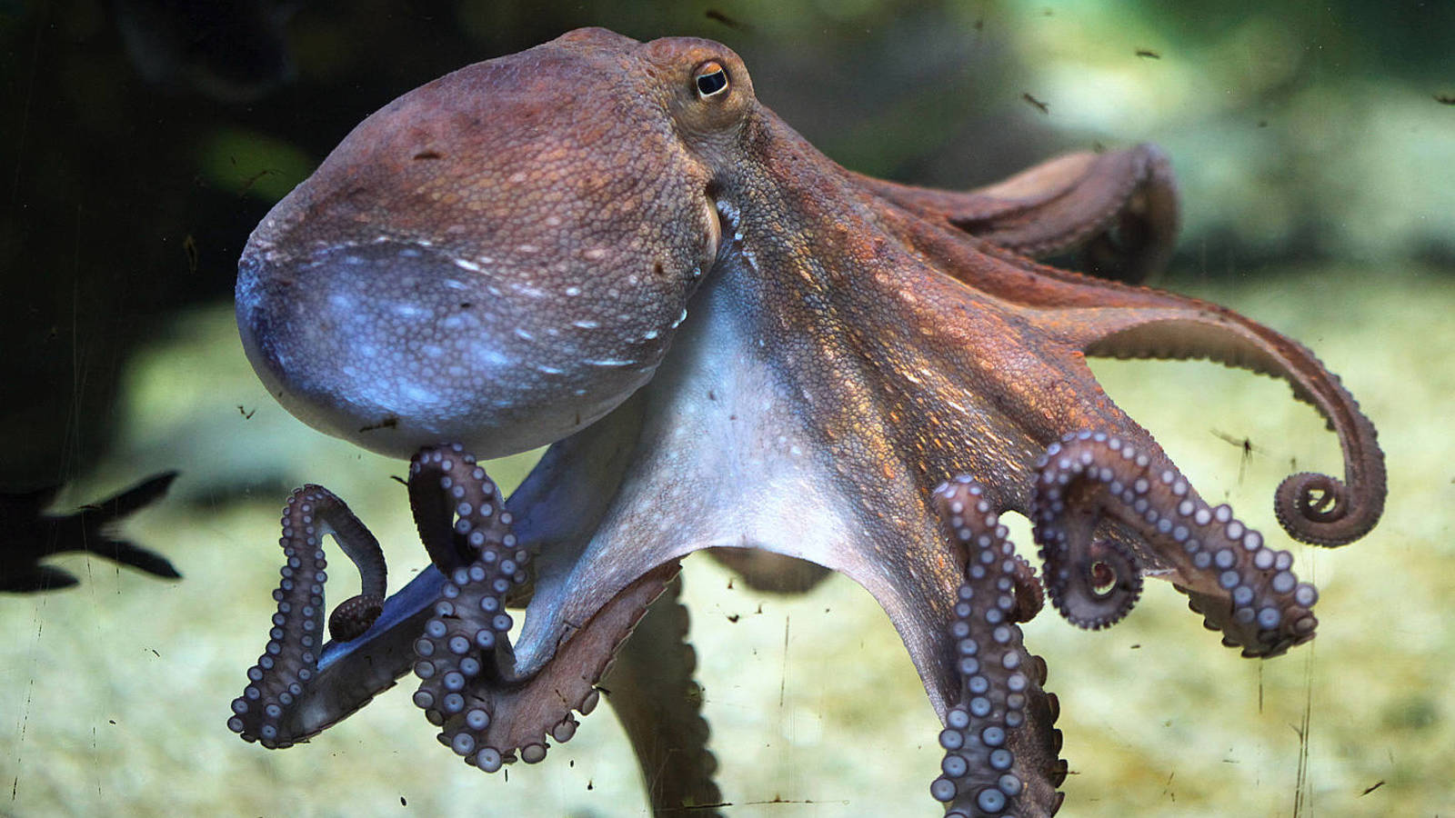 Animales vertebrados e invertebrados 12