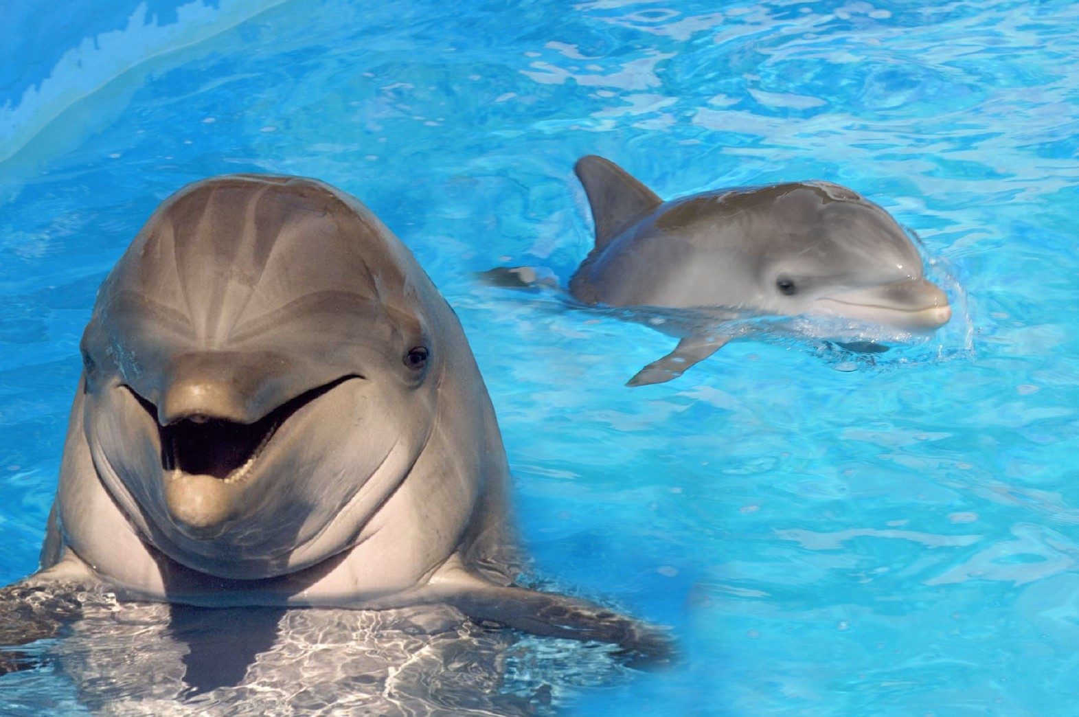 Conoce algunas curiosidades de los delfines