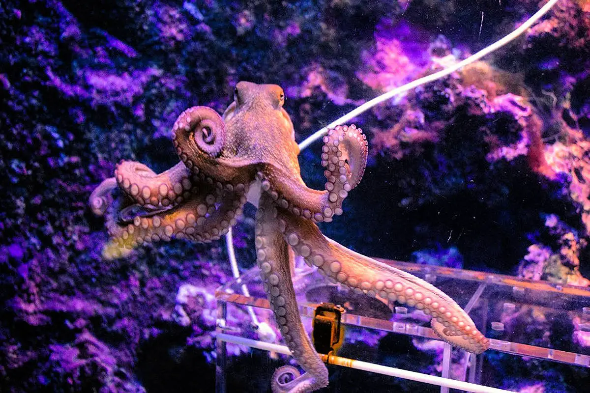 Conoce algunas curiosidades de los increíbles moluscos
