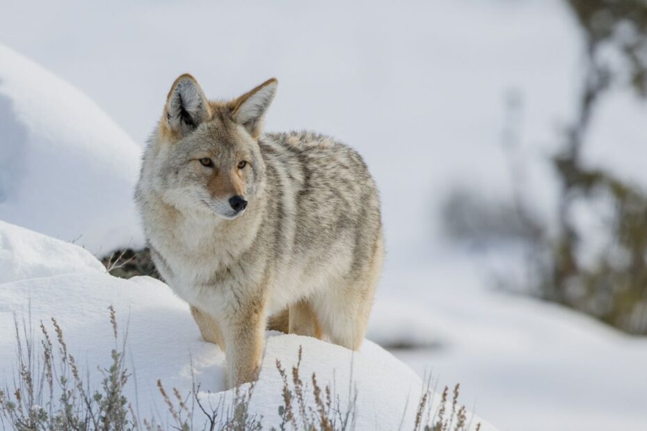 animales carrorenos coyotes