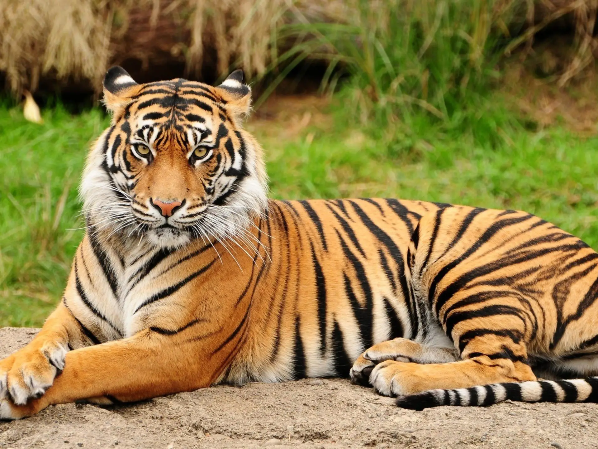 animales depredadores tigre