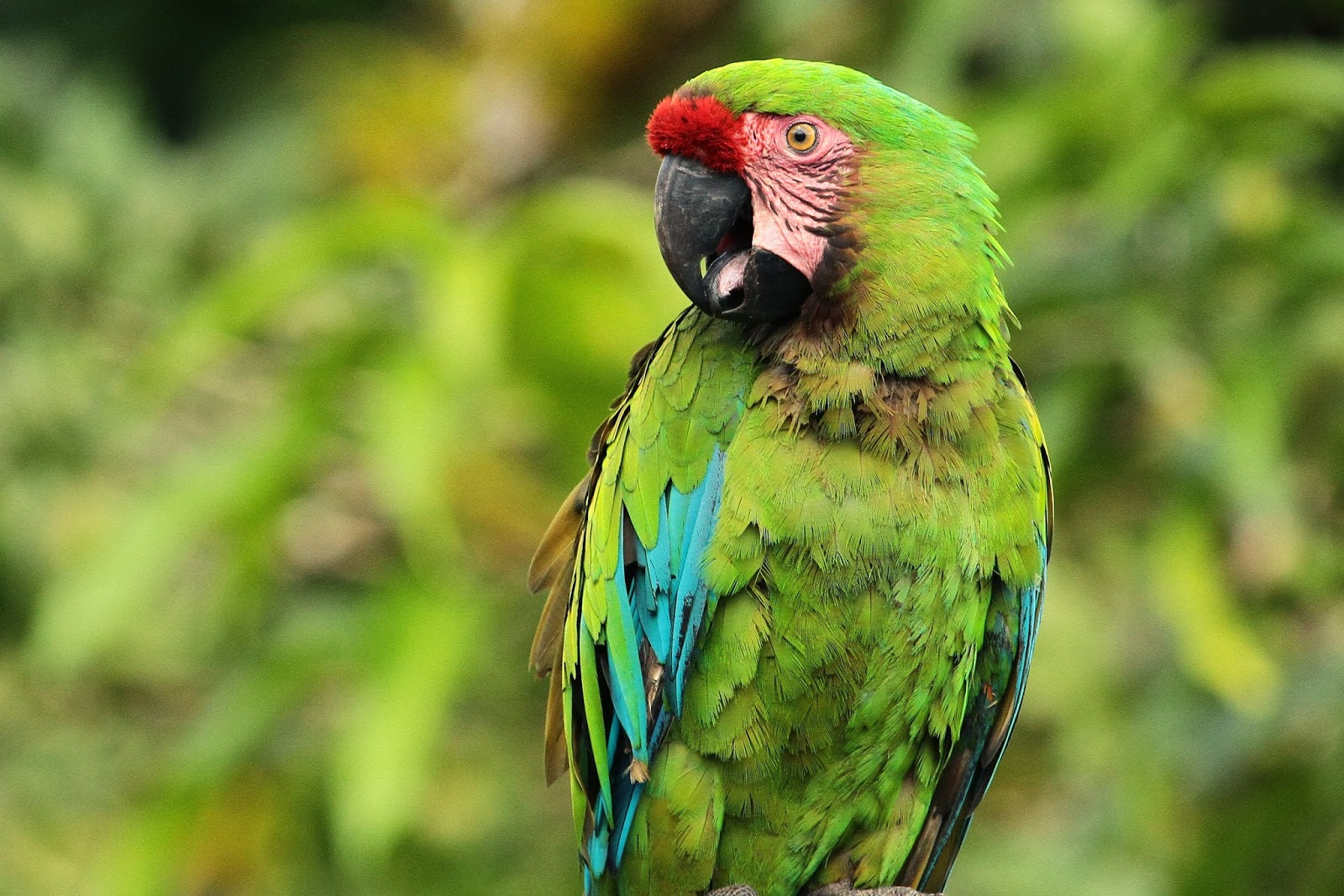 guacamayo verde