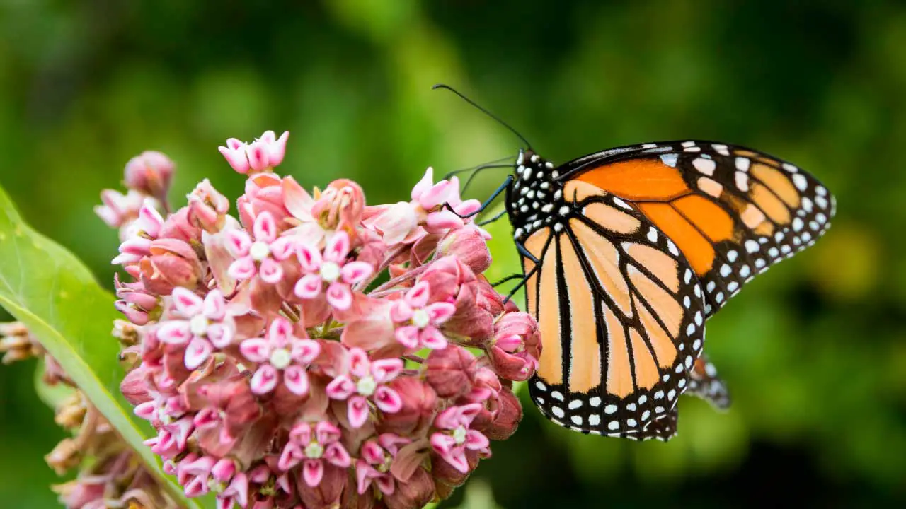 animales en via de extincion mariposa monarca
