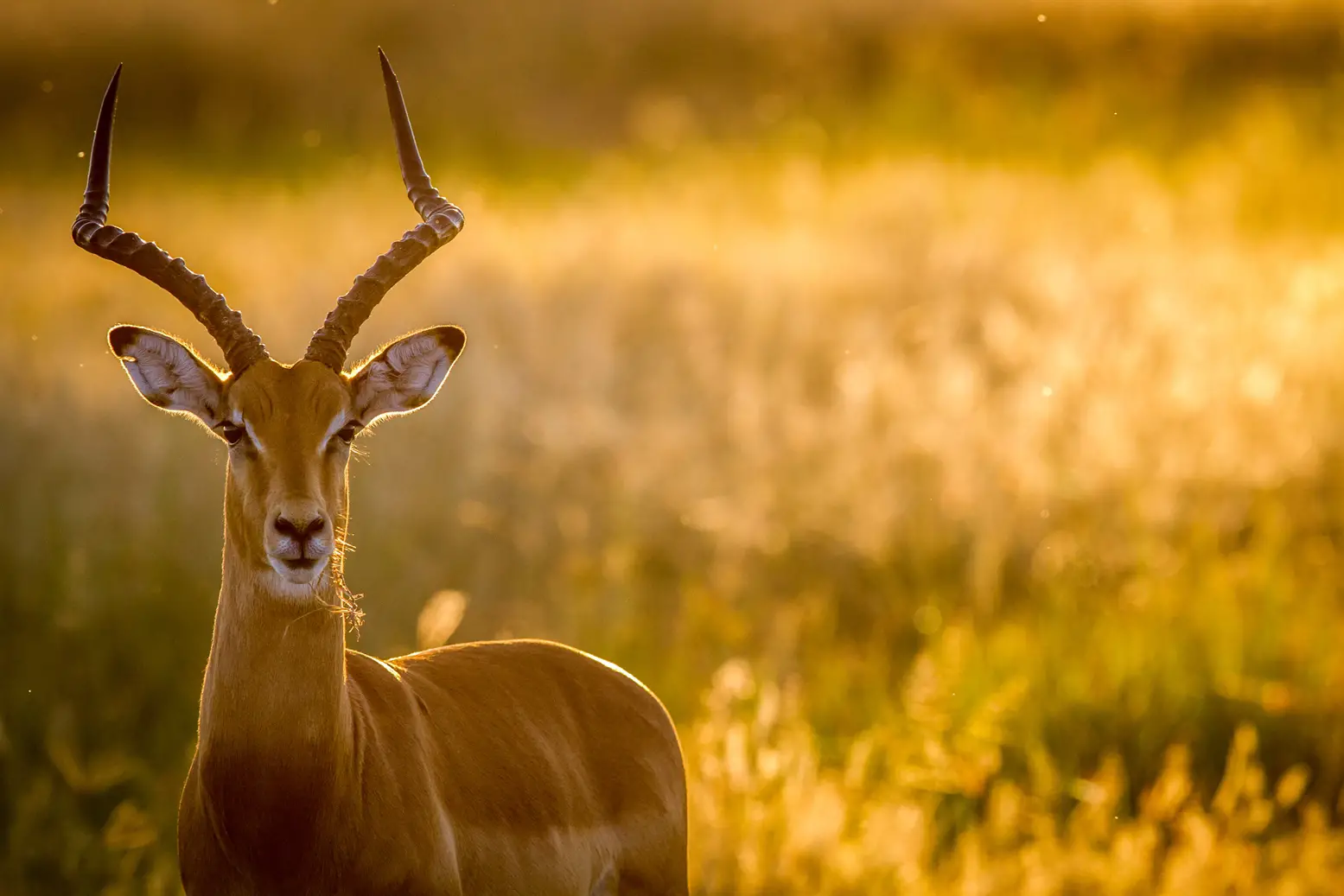 animales rumiantes impala