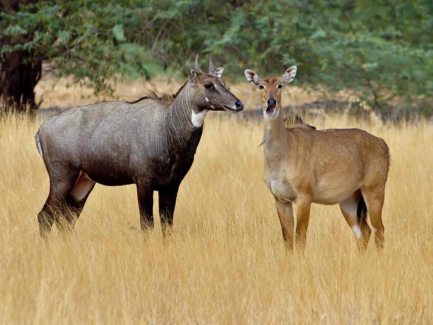 animales rumiantes niglo