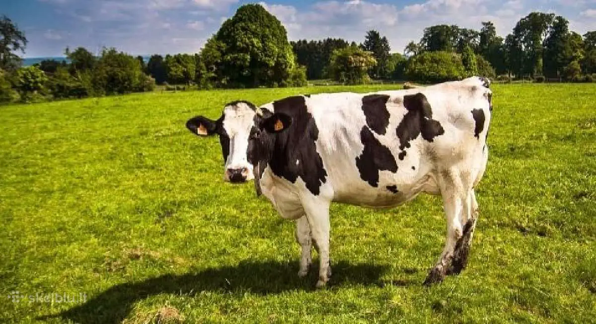 animales rumiantes vaca