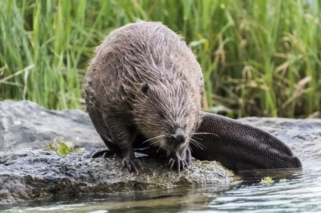 Castores bebés Características, alimentación y curiosidades Castores bebés Características, alimentación y curiosidades