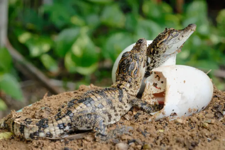 +20 Fotos De Cocodrilos Bebes Que Muestran Su Impresionante Naturaleza