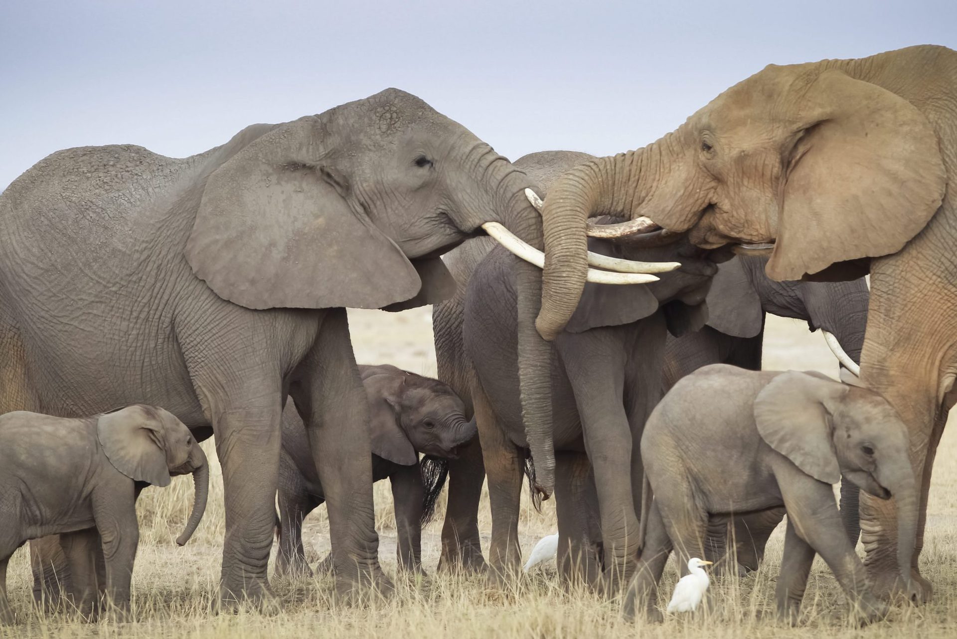 Curiosidades de los elefantes bebés