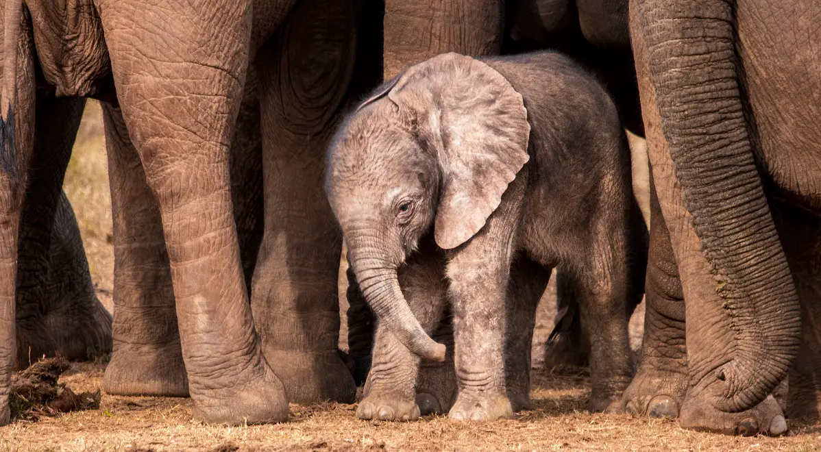 Curiosidades de los elefantes bebés
