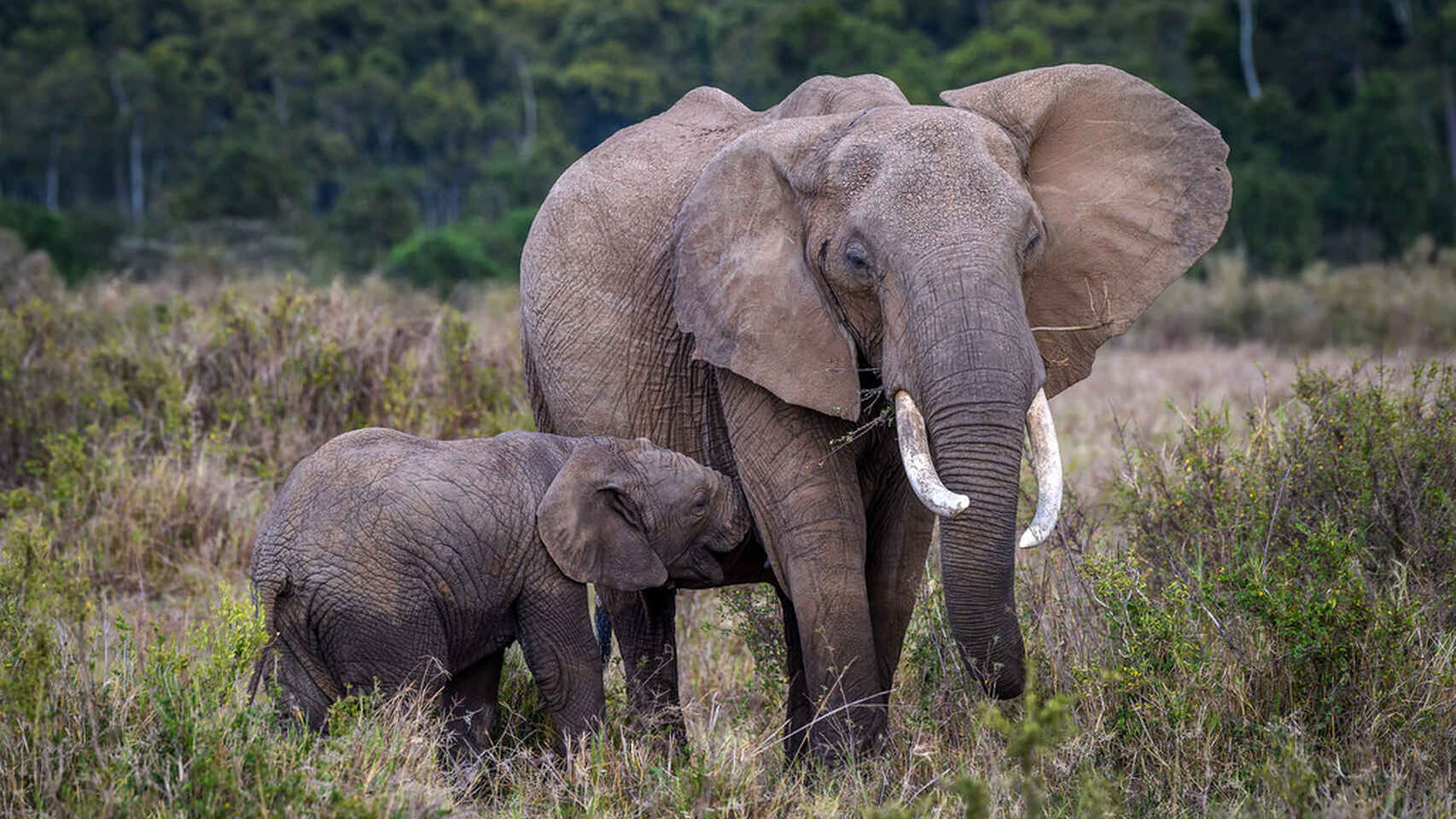 curiosidades de los elefantes bebés